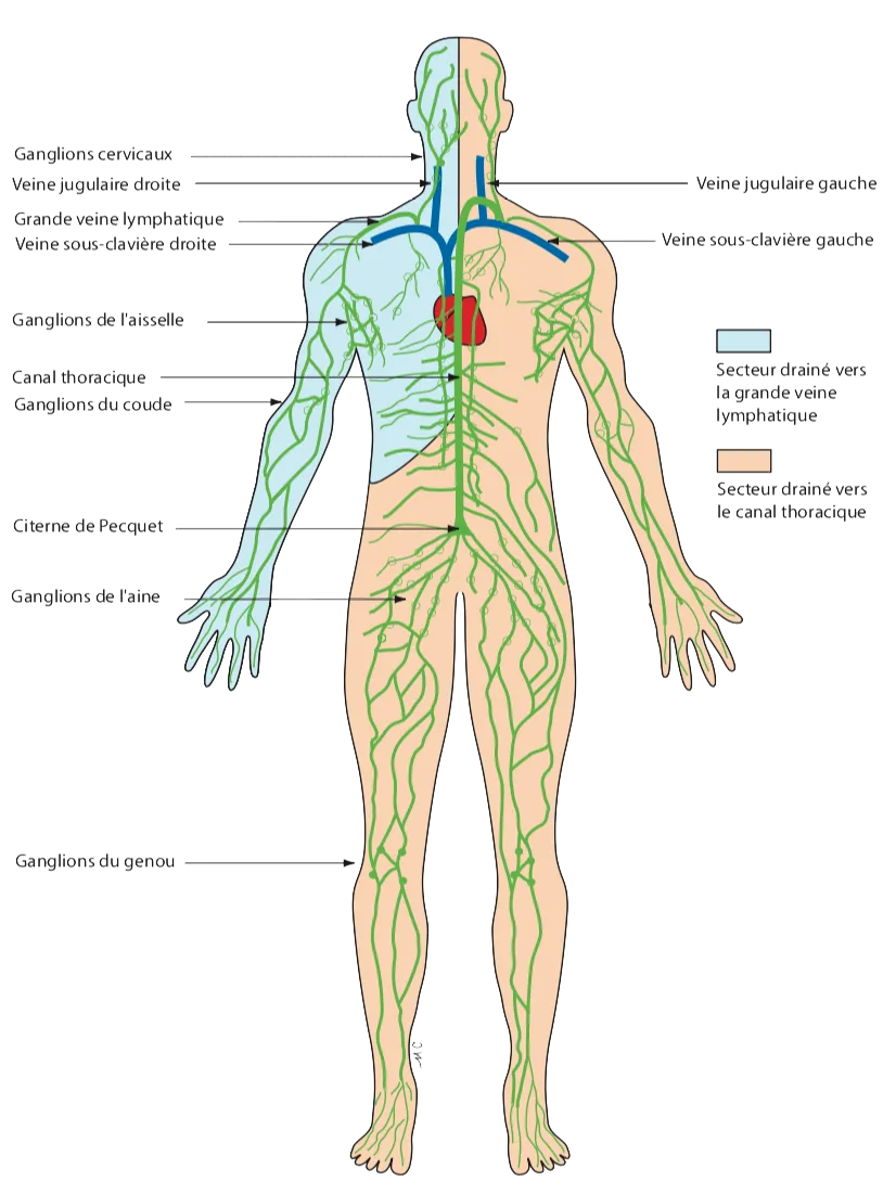 Le système lymphatique expliqué – schéma clair et pédagogique Schéma du système lymphatique humain – illustration explicative